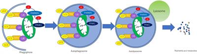 The Loss of Mitochondrial Quality Control in Diabetic Kidney Disease